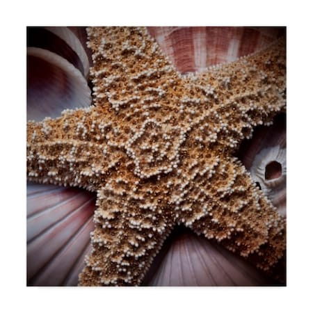 Rachel Perry 'Macro Shells I' Canvas Art,24x24